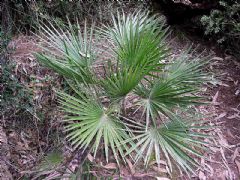 Arecaceae