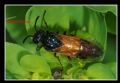 Arge melanochroa