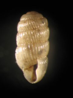 Argnidae