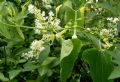 Aristolochia clematitis