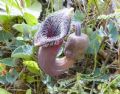 Aristolochia cretica