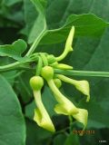 Aristolochia clematitis