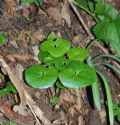 Asarum europaeum