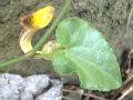 Aristolochia sempervirens