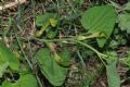 Aristolochia pallida