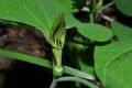 Aristolochia pallida