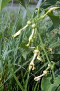 Aristolochia clematitis