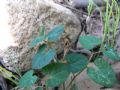 Aristolochia tyrrhena