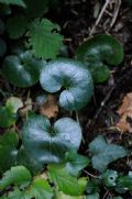 Asarum europaeum