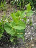 Aristolochia lutea