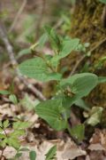 Aristolochia lutea