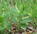 Aristolochia lutea