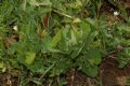 Aristolochia lutea