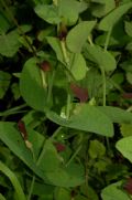 Aristolochia rotunda