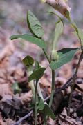 Aristolochia lutea