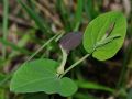 Aristolochia rotunda