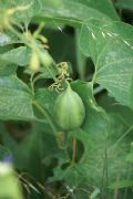 Aristolochia clematitis