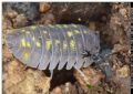 Armadillidium granulatum