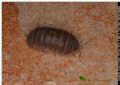 Armadillidium sp.