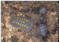 Armadillidium granulatum