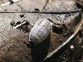 Armadillidium nasatum (cfr.)