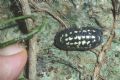 Armadillidium gestroi