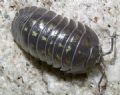 Armadillidium depressum