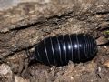 Armadillidium depressum