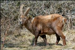 Bovidae