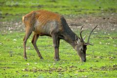 Cervidae