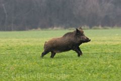 Suidae