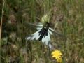 Libelloides coccajus