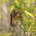 Dasypogon diadema