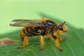 Pogonosoma maroccanum