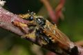 Pogonosoma maroccanum