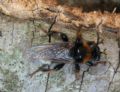 Laphria sp.