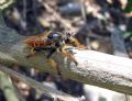 Pogonosoma maroccanum