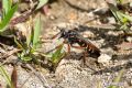 Dasypogon diadema