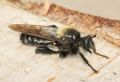 Laphria ephippium