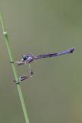 Leptogaster sp.