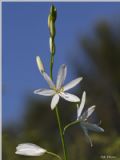 Anthericum liliago