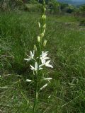 Anthericum liliago