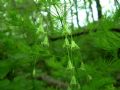 Asparagus tenuifolius