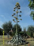 Agave americana