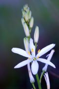 Anthericum liliago