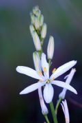 Anthericum liliago