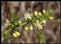 Asparagus acutifolius