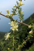 Asparagus acutifolius