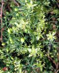 Asparagus acutifolius