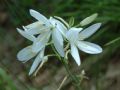 Anthericum liliago